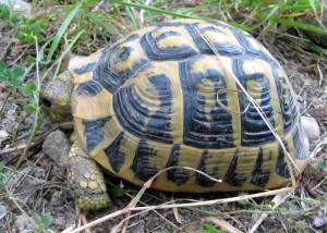 Testuggine Lecceta di Torino di Sangro